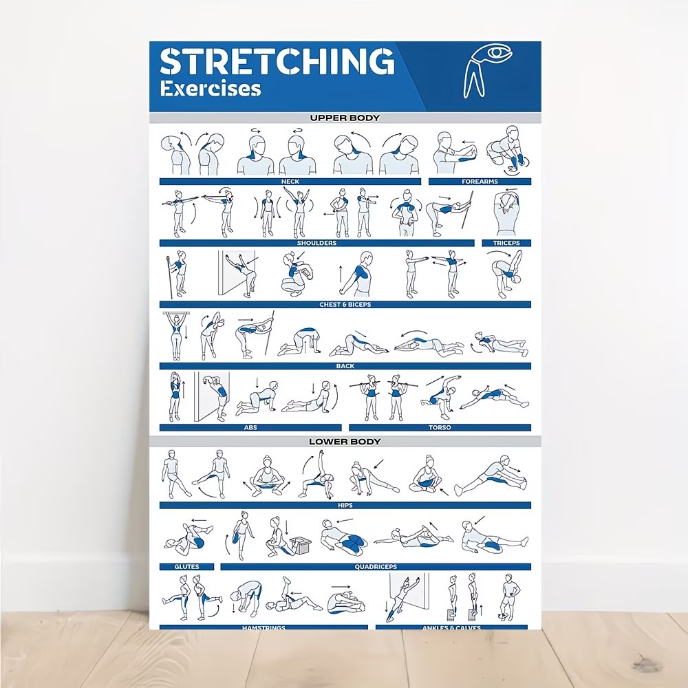 Sports Equipment Poster - Modern Labeled Full-Body Stretches For Gym
